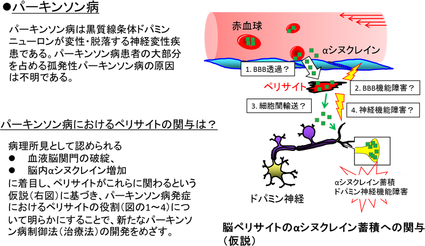 パーキンソン病における血液脳関門とペリサイトの病態生理